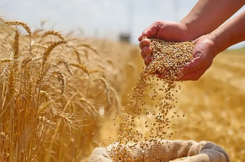 وزير الزراعة: زيادة سعر توريد القمح إلى 2500 جنيه للإردب مع صرف فوري للمزارعين